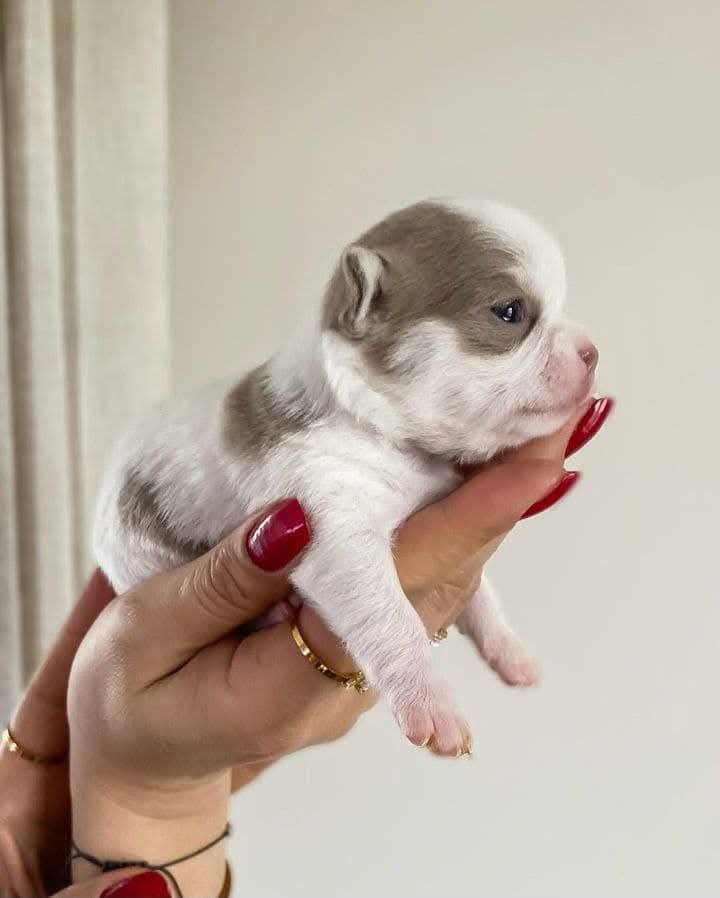 IMG_20260207_220244_413