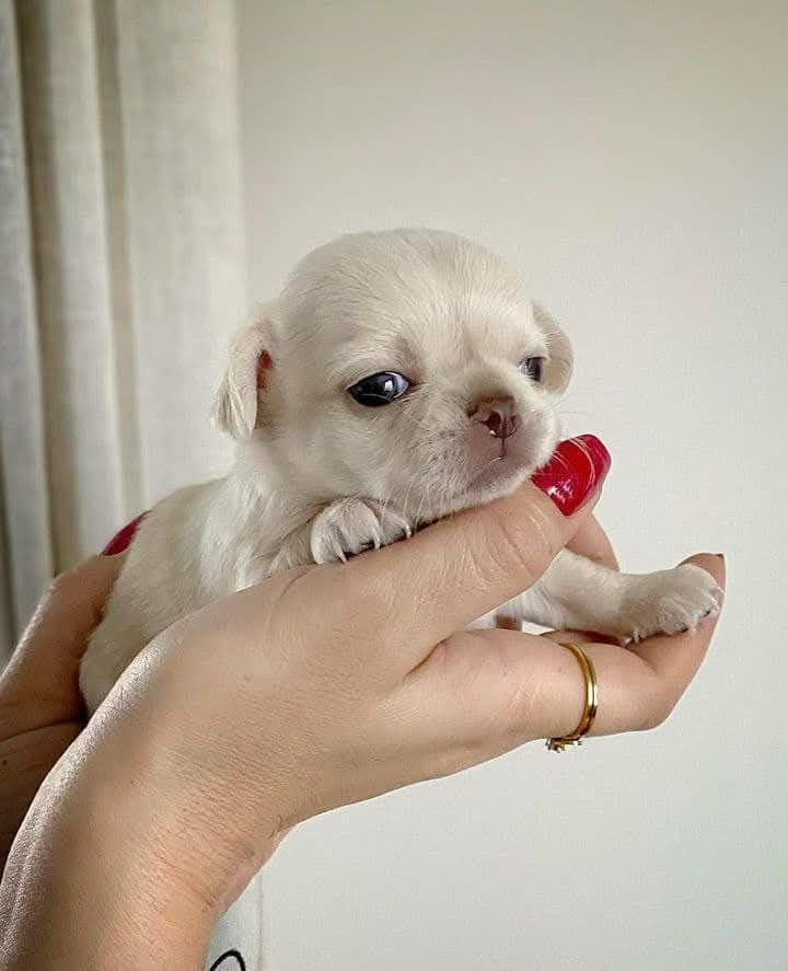 IMG_20260207_220308_899