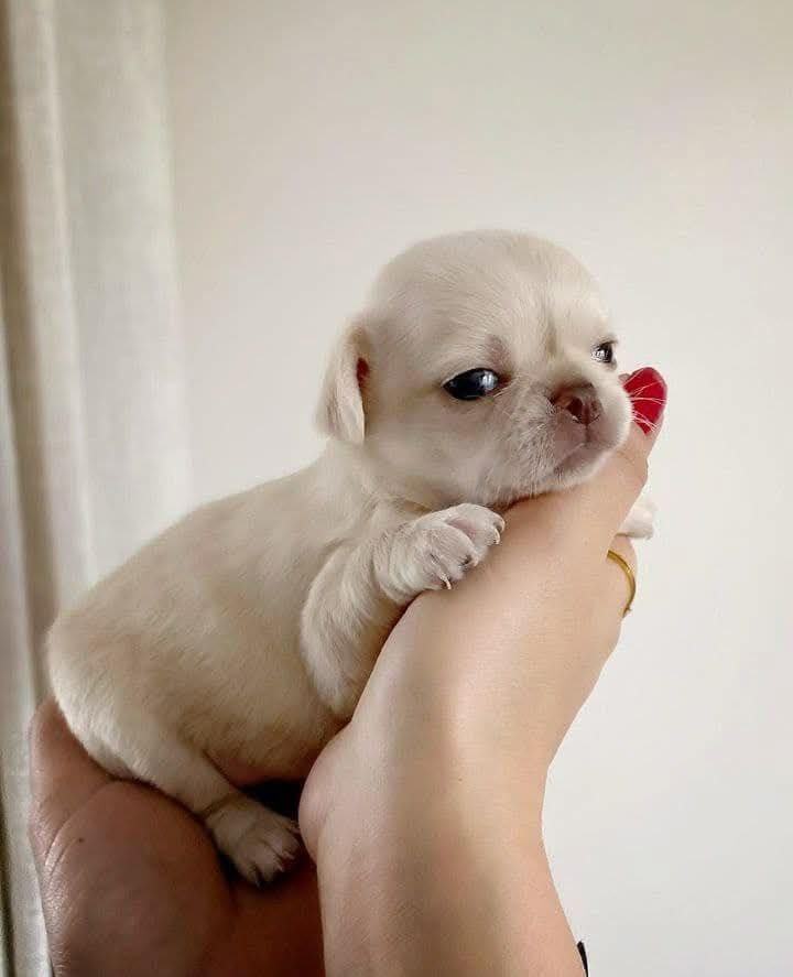 IMG_20260207_220308_974