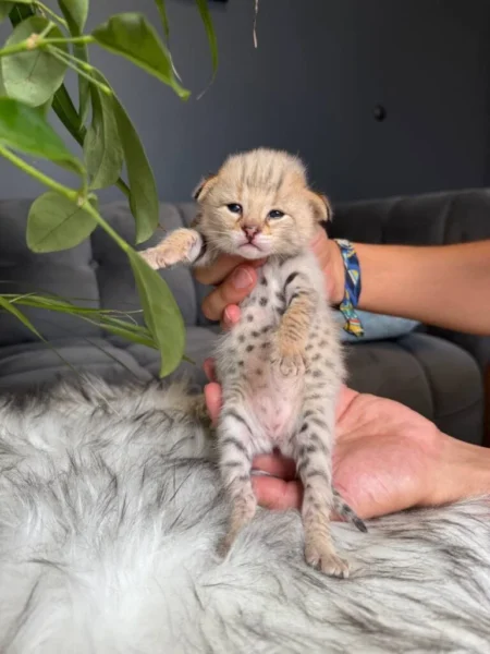 F1 Savannah Charming Ori