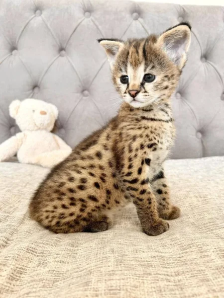 F1 PH Savannah Moonshadow Meet Moonshadow, a stunning Savannah F1HP girl, just 3 months old.